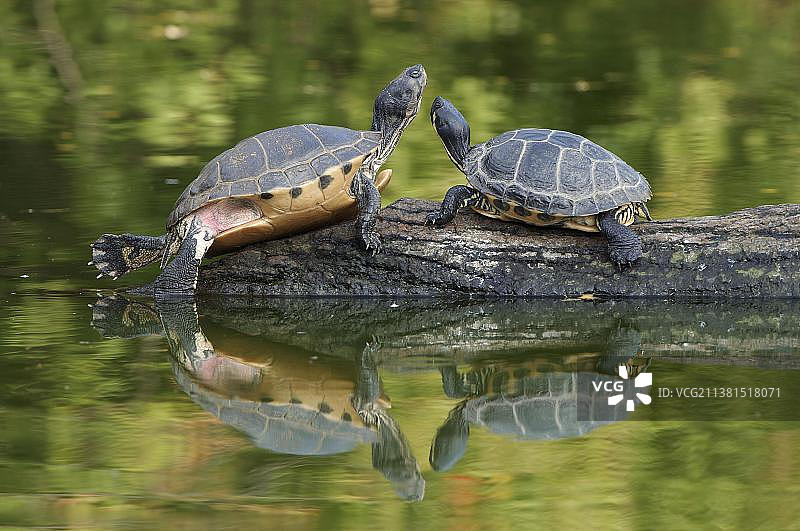 巴西龟图片素材
