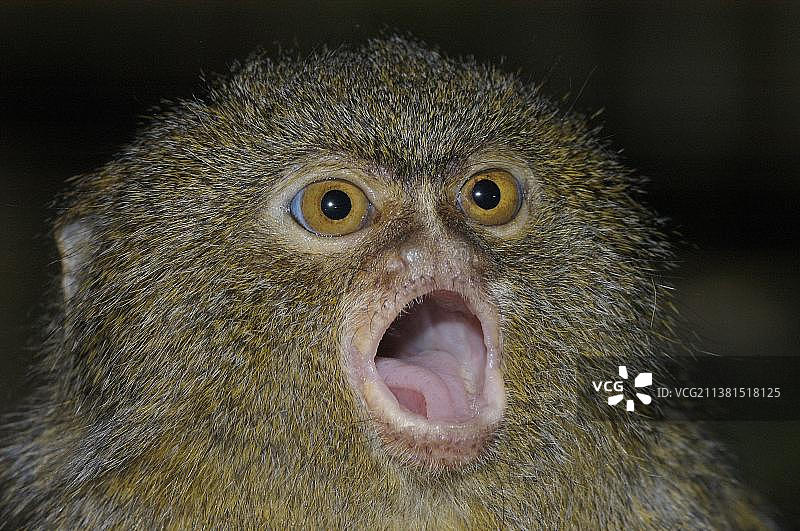 侏儒狨猴图片素材