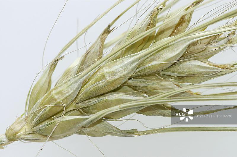 大麦穗奥尔登堡大麦图片素材