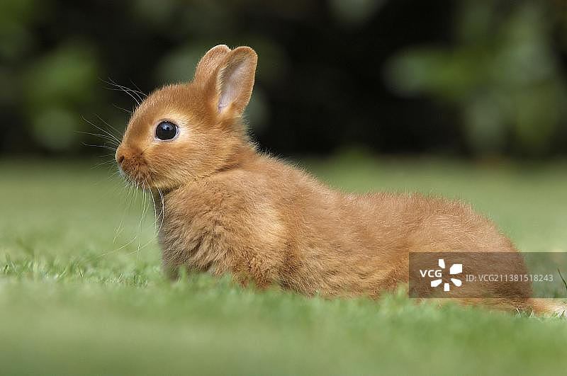 家兔，户外，彩色红色侏儒兔图片素材
