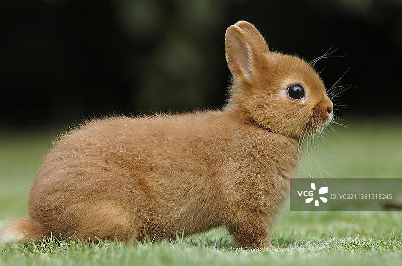 红色侏儒兔：家兔，户外图片素材