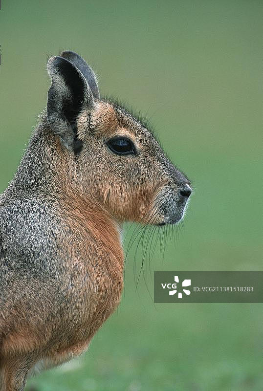 玛拉豚鼠图片素材