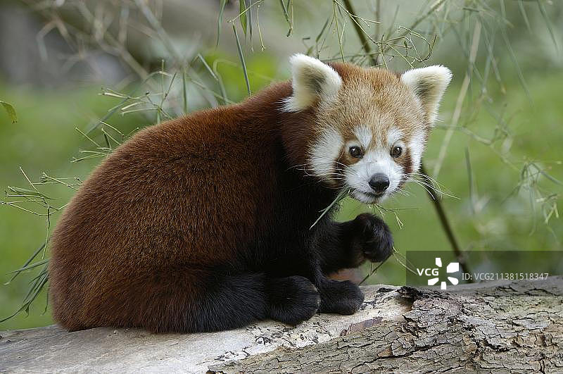 小熊猫吃竹子图片素材