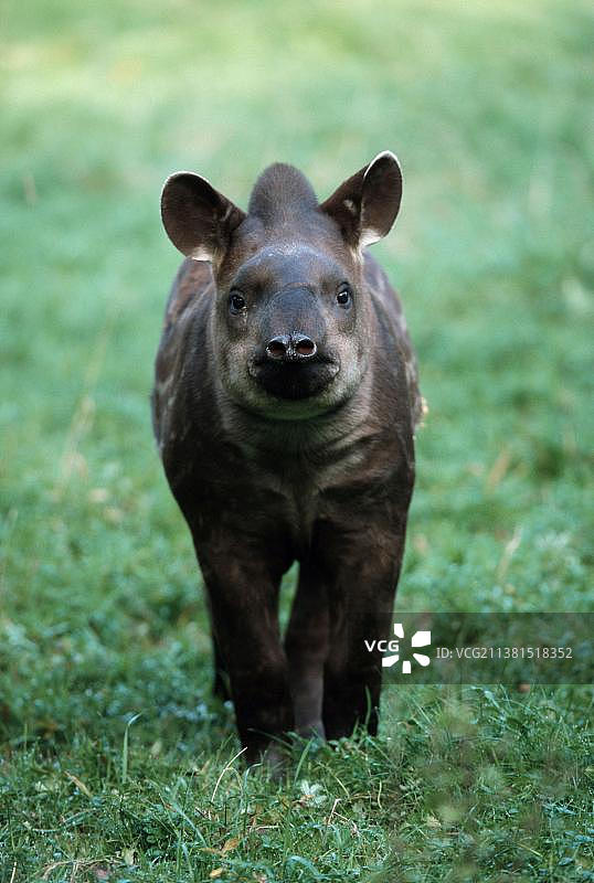 年轻的南美貘图片素材