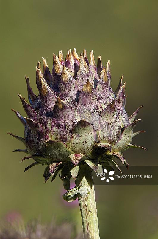 朝鲜蓟图片素材