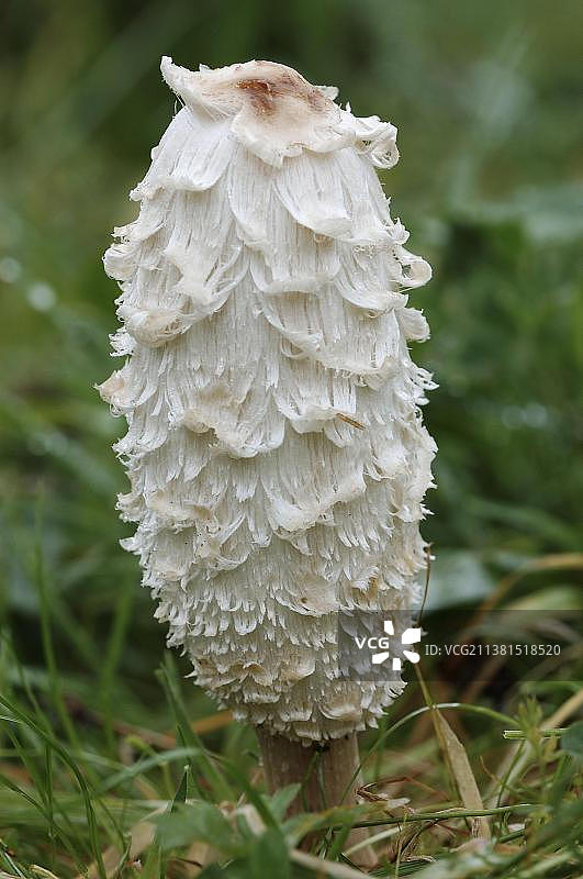 鬼伞，德国，欧洲图片素材