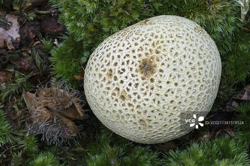 普通马勃菌，德国，欧洲图片素材