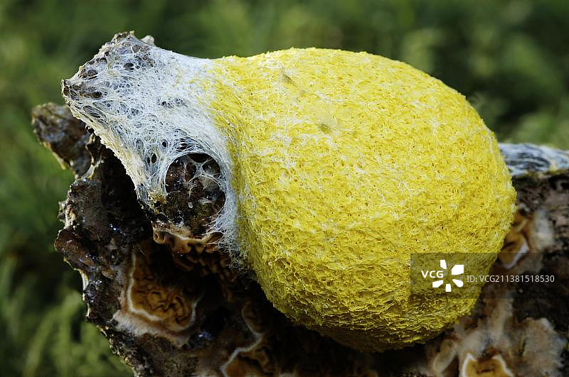 德国北莱茵-威斯特法伦的犬便腹菌图片素材