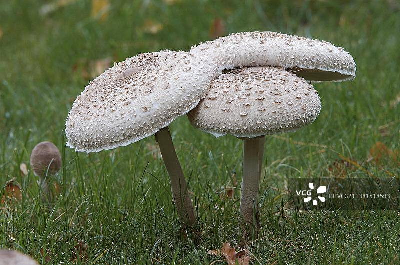 大环柄菇，荷兰图片素材