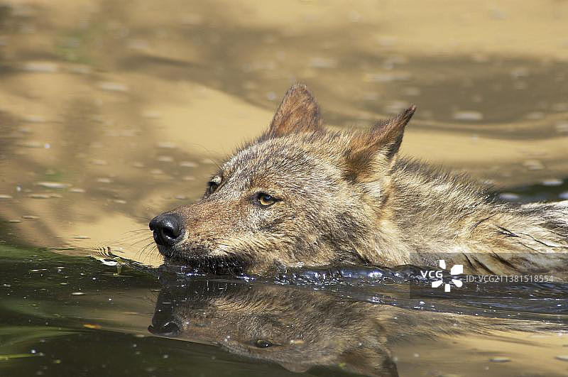 伊比利亚狼图片素材