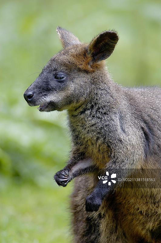 沼泽沙袋鼠图片素材