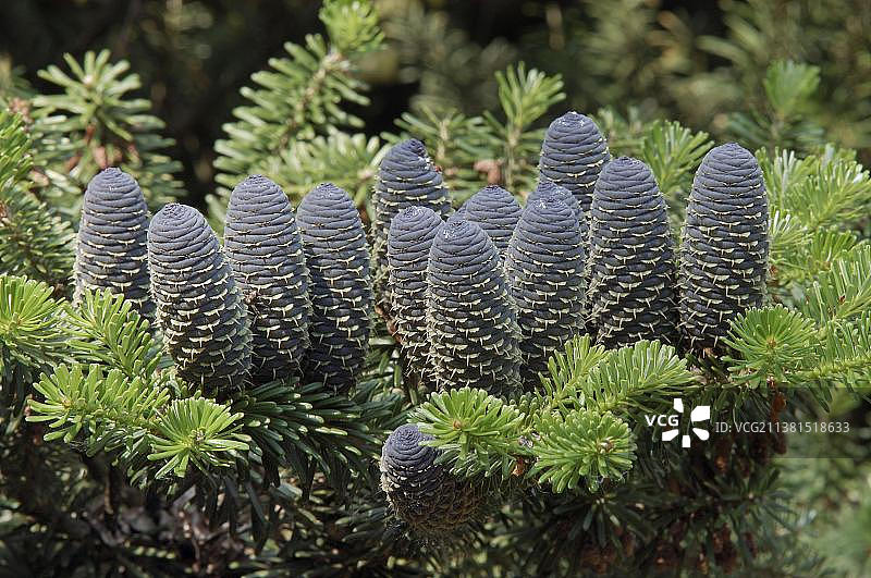 韩国冷杉树枝与球果图片素材