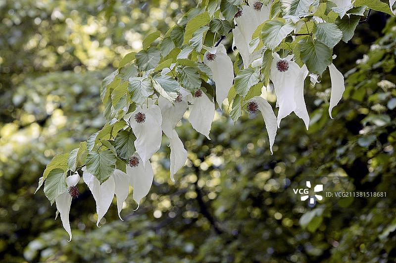 盛开的珙桐花图片素材