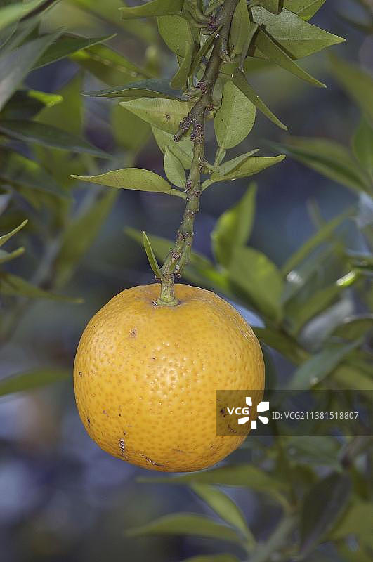 树上的橙子（柑橘）图片素材