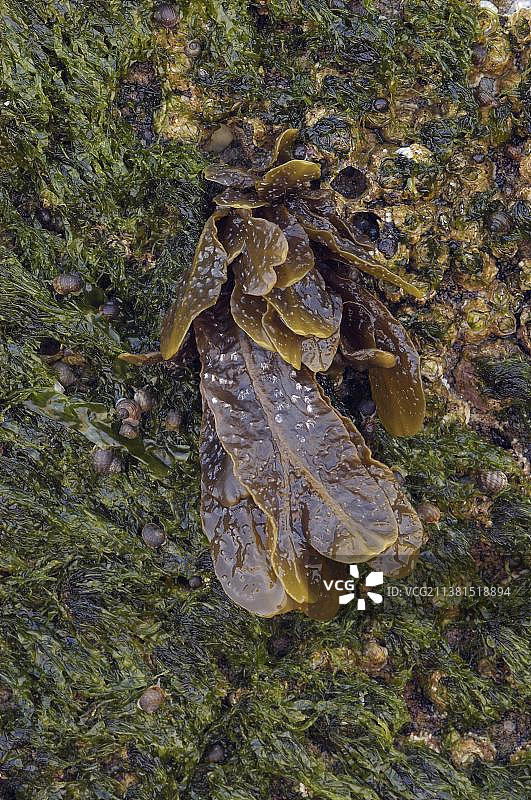 黑尔戈兰岛残骸，石莼，黑尔戈兰岛，石勒苏益格-荷尔斯泰因州，德国，欧洲图片素材