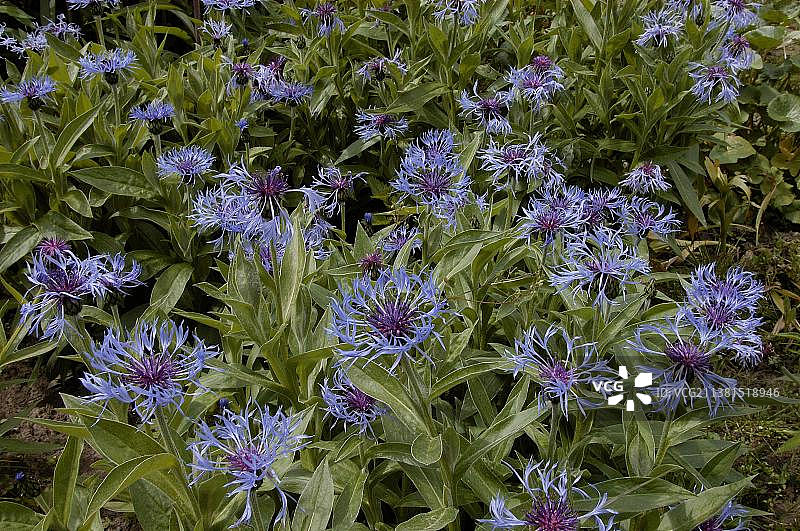 多年生矢车菊图片素材