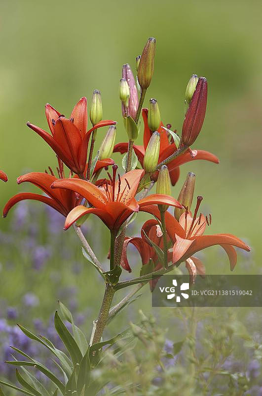 橙色百合或火百合（Lilium bulbiferum）图片素材