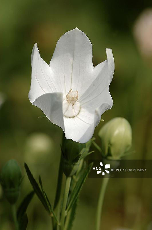 桔梗花朵图片素材
