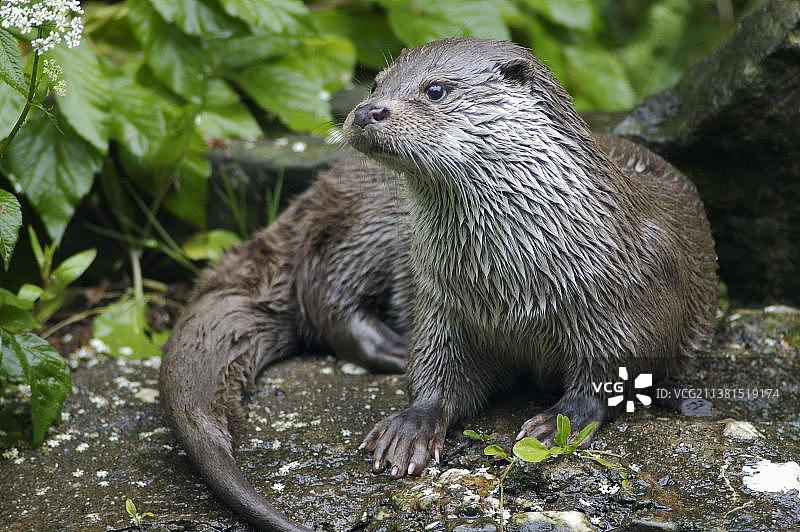 欧洲水獭图片素材