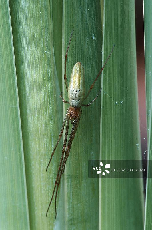 长颚蜘蛛，常见的伸展蜘蛛，德国，欧洲图片素材
