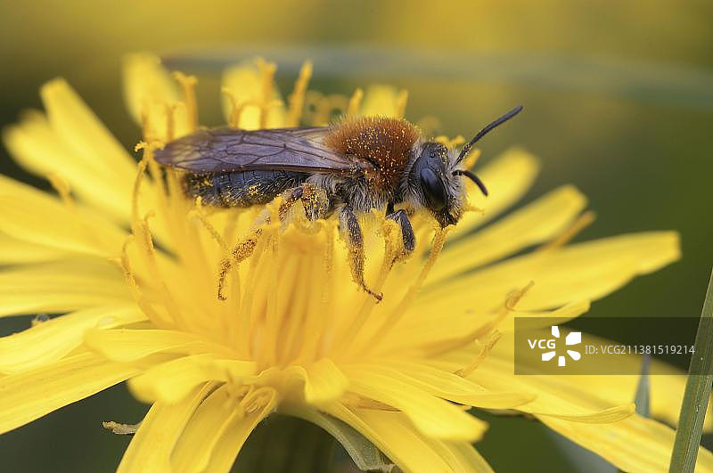 蜜蜂，德国北莱茵-威斯特法伦图片素材