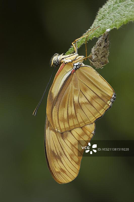 刚孵化的茱莉娅凤蝶图片素材