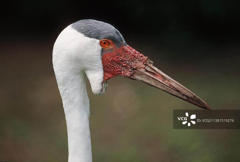 肉垂鹤（页面，轮廓）图片素材