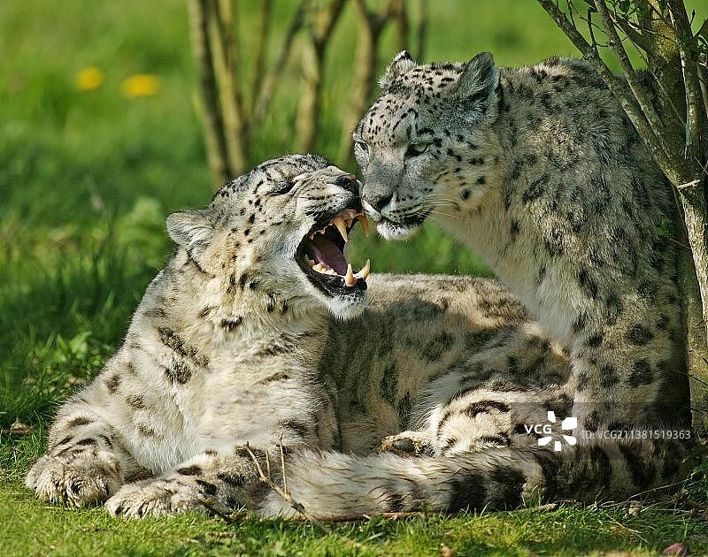 张着嘴的成年雪豹图片素材