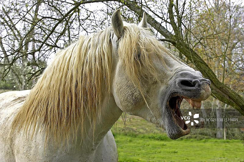 打哈欠的佩尔什挽马图片素材