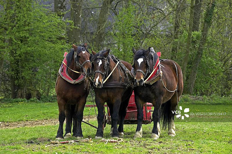 法国科布诺曼重挽马品种图片素材