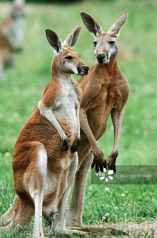 红大袋鼠图片素材