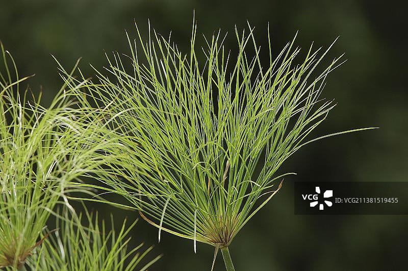 纸莎草图片素材