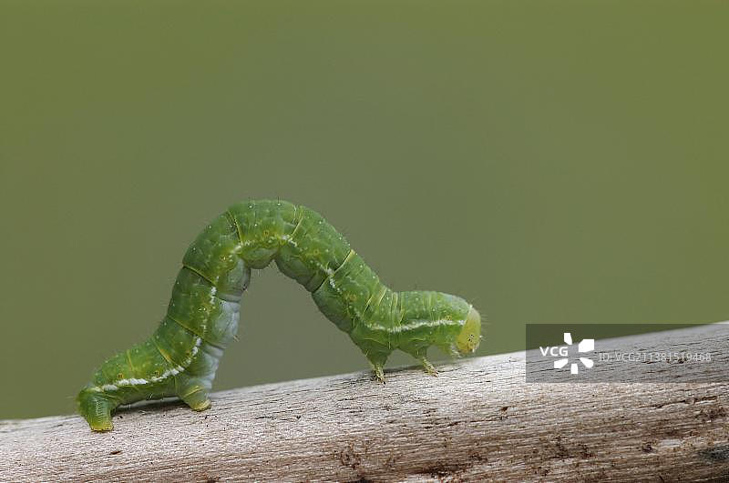 3月蝴蝶毛虫，3月蛾（Alsophila aescularia），德国，欧洲图片素材