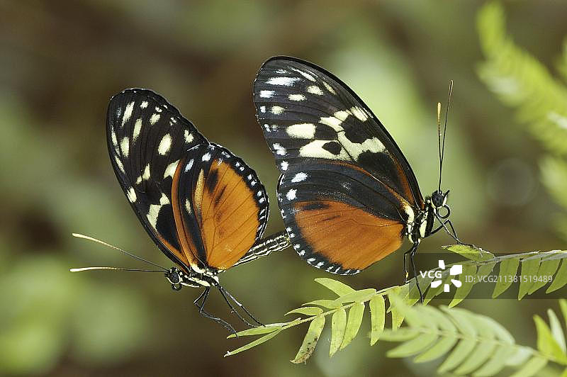 一对赫卡莱长翅蝶正在交配的侧面图图片素材