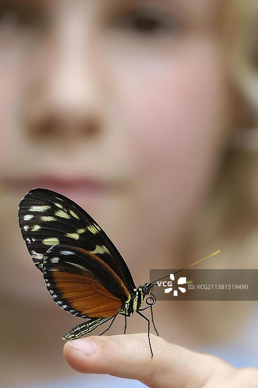 女孩手指上的赫卡勒斯长翅蝶图片素材