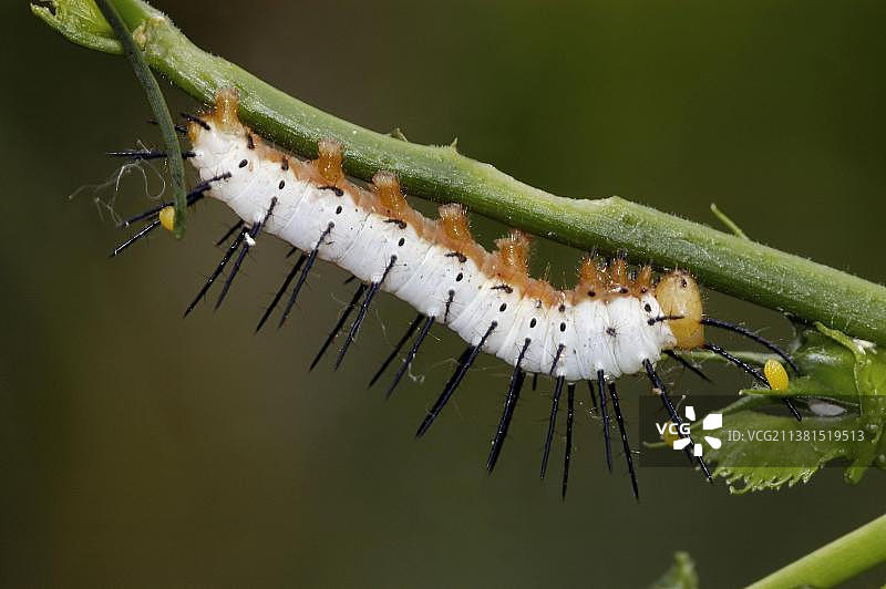 赫卡勒斯长翅毛虫（Heliconius hecale zuleika），西番莲蝴蝶，毛虫图片素材