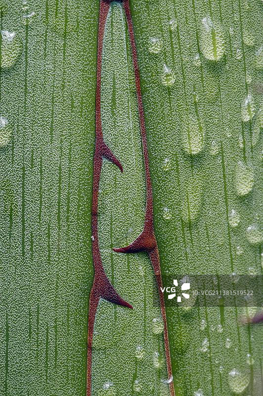 龙舌兰属植物图片素材