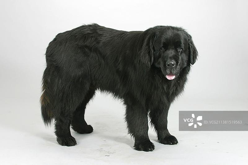 纽芬兰黑色犬图片素材