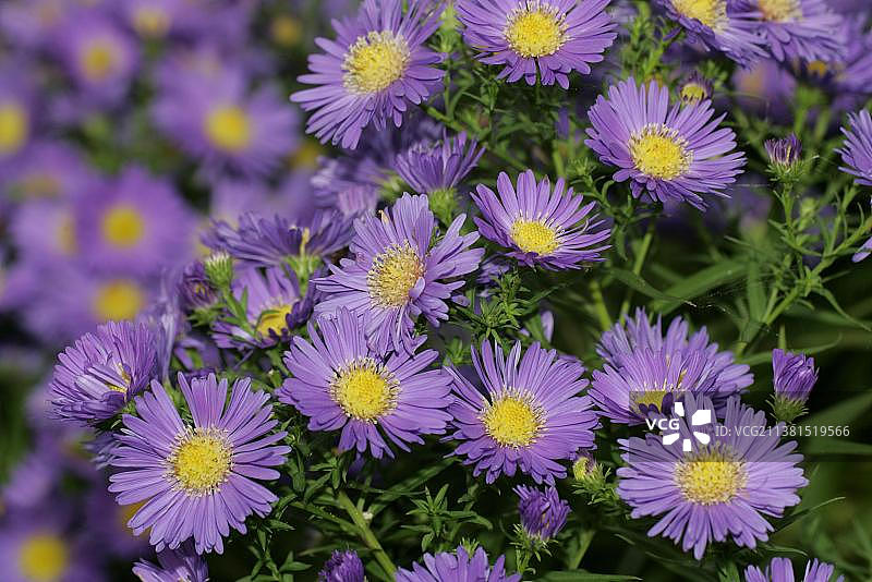 多枝紫菀图片素材