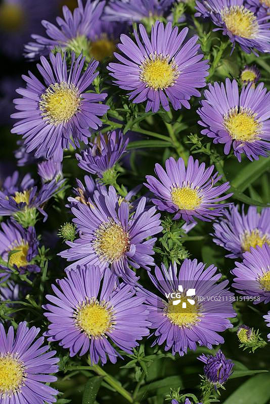 多枝紫菀图片素材