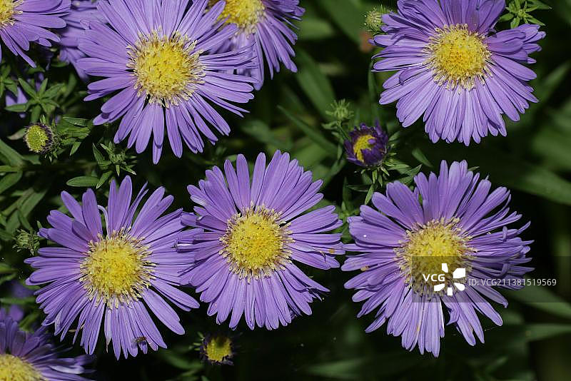 多枝紫菀图片素材