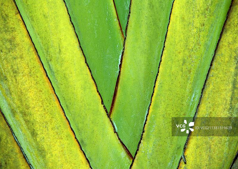 马达加斯加的旅人蕉图片素材