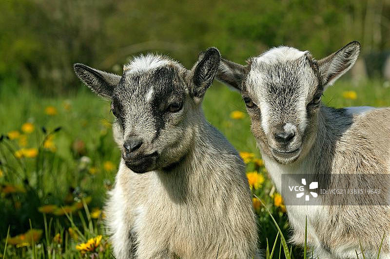 3个月大的侏儒山羊宝宝图片素材