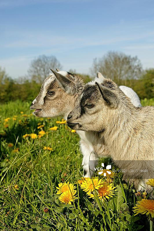3个月大的侏儒山羊宝宝图片素材