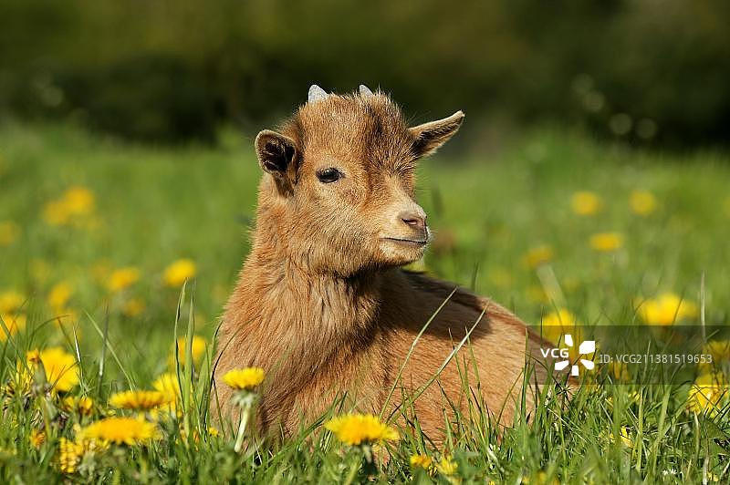 3个月大的侏儒山羊宝宝图片素材