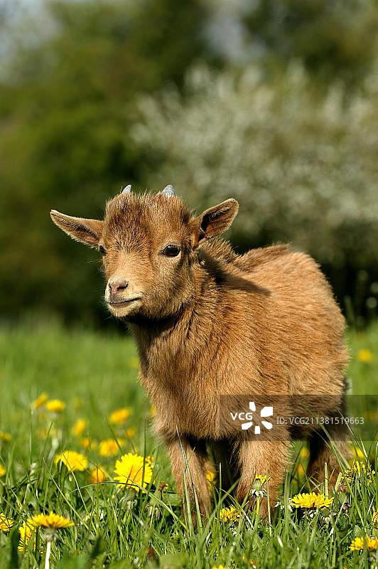 3个月大的小矮山羊和鲜花图片素材