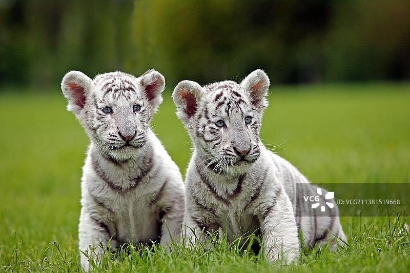 白虎幼崽图片素材