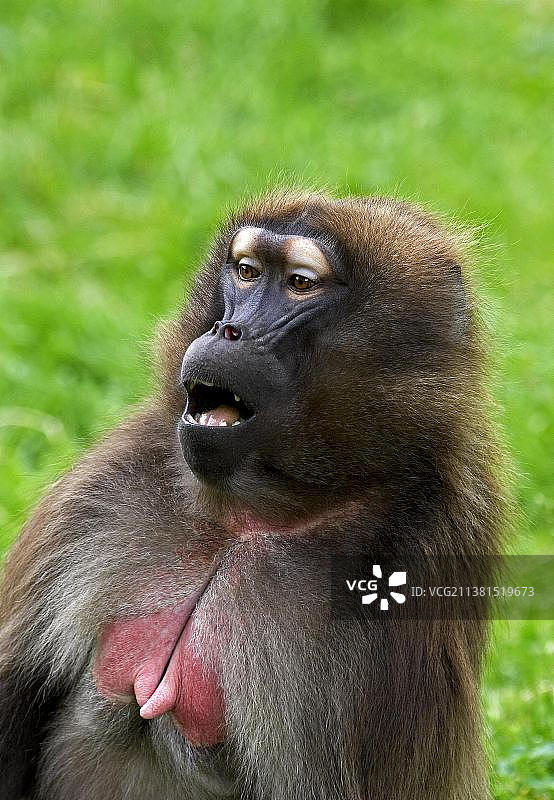 狮尾狒，呼唤的雌性肖像图片素材