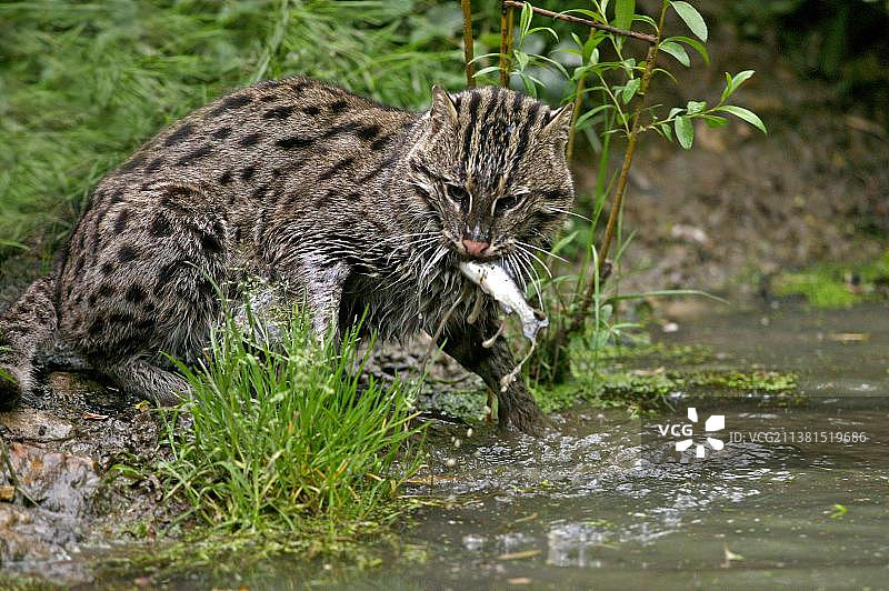 渔猫，成年个体在水中捕鱼，嘴里叼着鱼图片素材