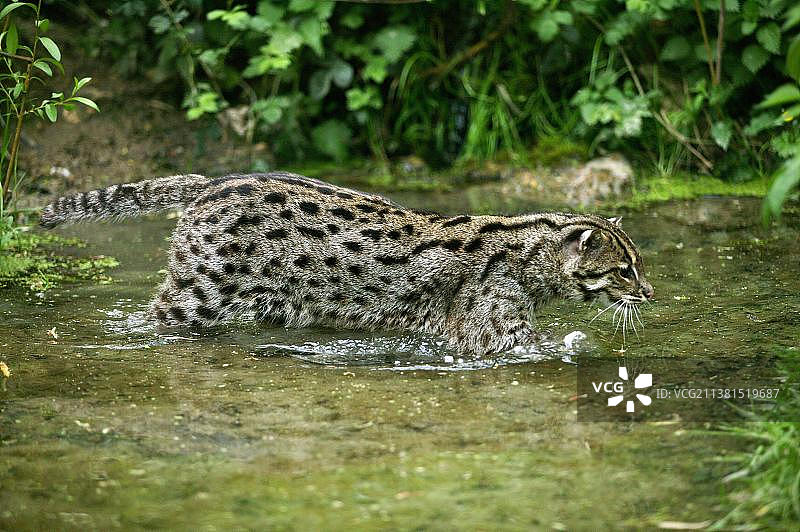 水中的成年渔猫图片素材